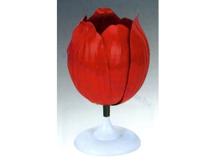 Tulipán virága modell