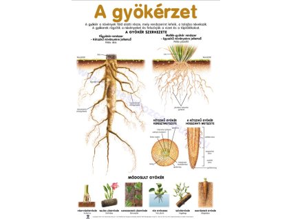 A gyökérzet, fali oktatótabló