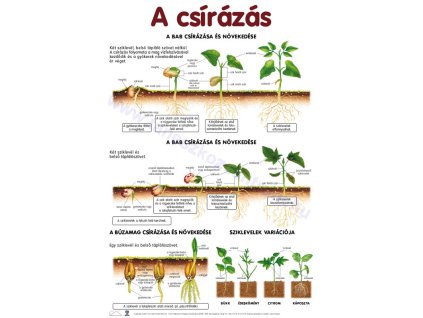 A csírázás, fali oktatótabló