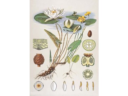 Tavirózsa, botanikai oktatótabló