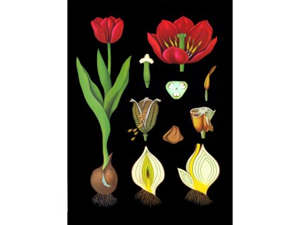 Tulipán, botanikai oktatótabló