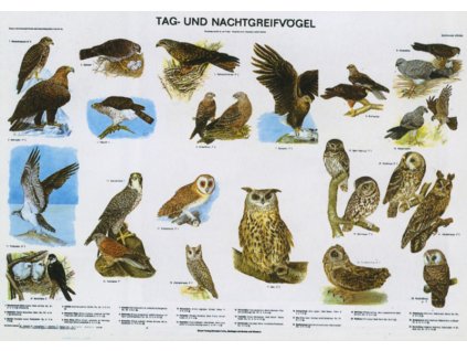 Éjszakai és nappali ragadozó madarak, fali oktatótabló