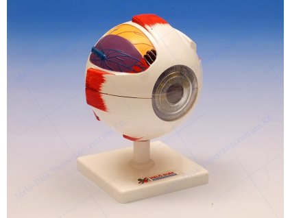 Szem modell, 6 részes