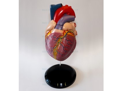 Szívmodell