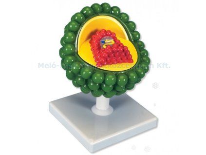 MD0712 - AIDS modell