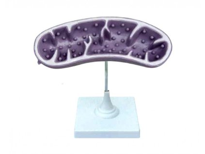 Mitokondrium modell