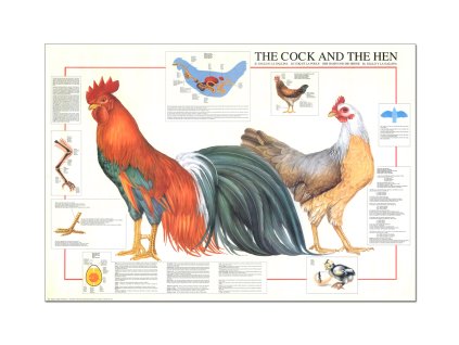 R3494 - A kakas és a tyúk falitabló