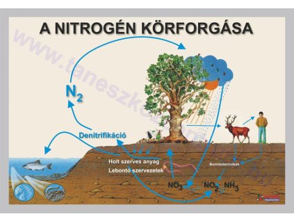 A nitrogén körforgása, fali oktatótabló
