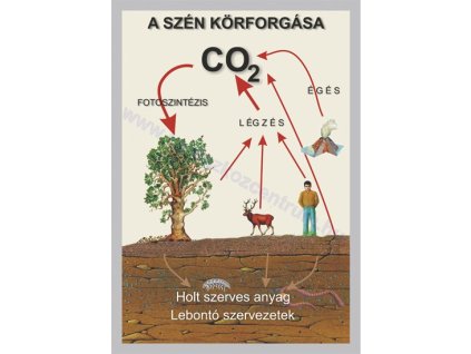 A szén körforgása, fali oktatótabló