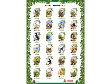 Védett madarak II