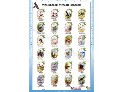 Vízimadarak, vízparti madarak