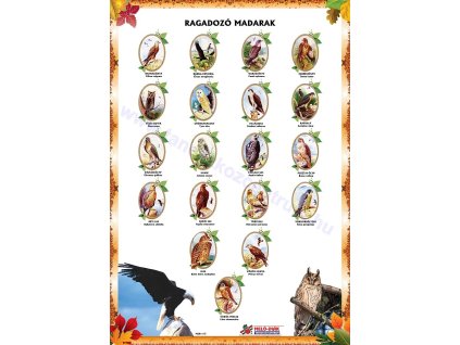 Ragadozó madarak