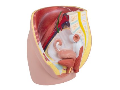 Női medence, 3 részes anatómiai modell