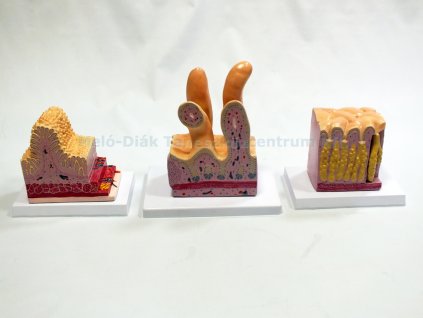 Bélnyálkahártya modell