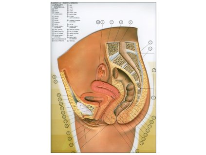 Női medenceszervek, metszet - anatómiai oktatótabló