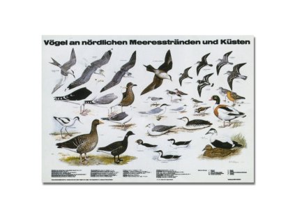 Az Északi-tengerek, tavak madarai, poszter, oktatótabló