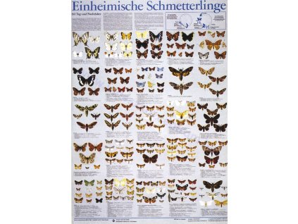 Nappali és éjszakai lepkefajok, poszter