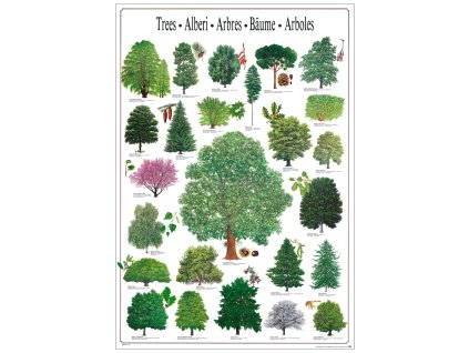 R3419 - Az erdei fák, fali oktatótabló