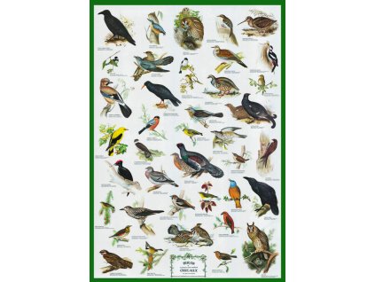 R1260 - Az erdők és a ligetek madarai, fali oktatótabló