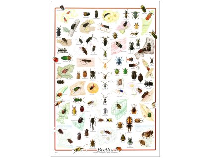R2800 - Bogarak, rovarok, fali oktatótabló