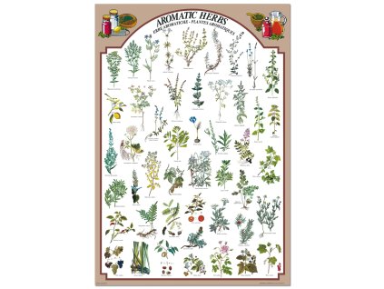R1162 - Fűszernövények, fali oktatótabló