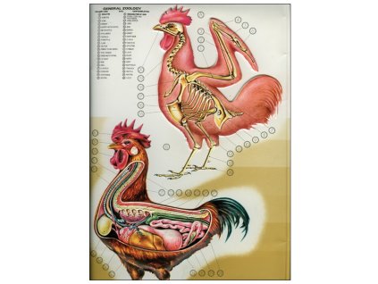 Madarak vázrendszere, belső szervei - zoológiai oktatótabló