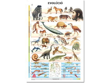 Evolúció, fali oktatótabló