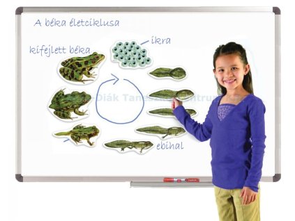 A béka fejlődése nagyméretű mágneses képekben