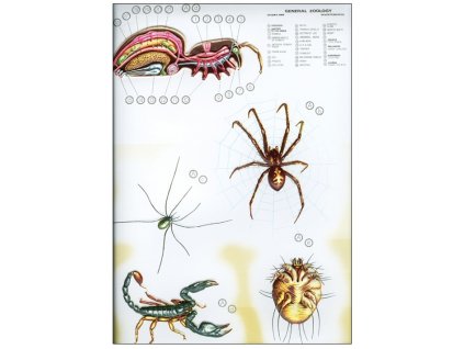 Rovarok IV - zoológiai oktatótabló