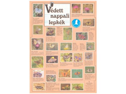 Védett nappali lepkék, falitabló