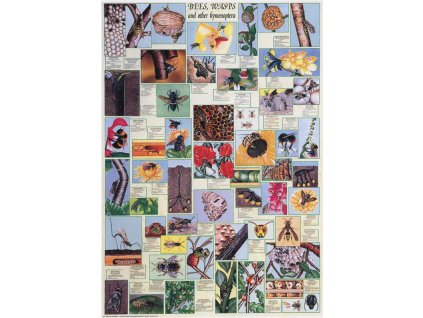 Méhek, poszter