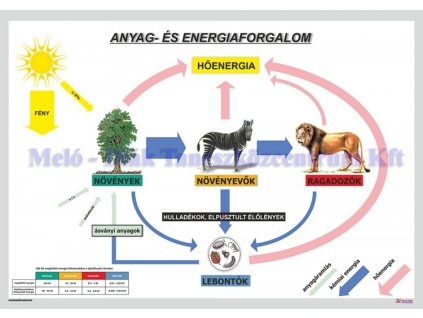 Az anyag és energiaforgalom körforgását bemutató falitabló