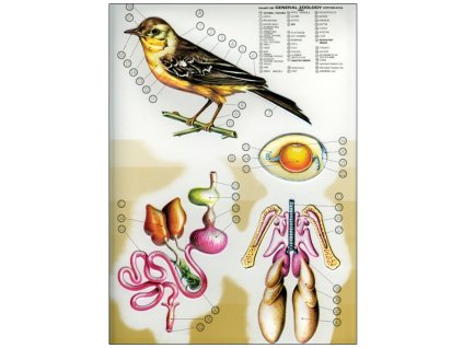 Madarak mozgásszerve, szaporodása - zoológiai oktatótabló