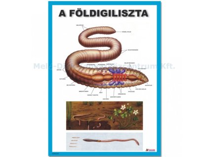 Földigiliszta, zoológiai oktatótabló