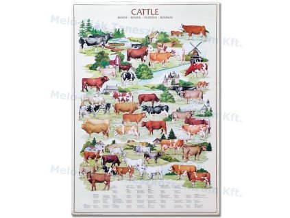 Szarvasmarha fajták, fali oktatótabló
