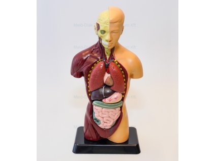 Anatómiai torzó, mini, 27 cm-es