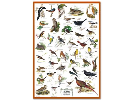 R1259 - A mezők, kertek madarai, fali oktatótabló