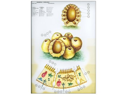 Szivacsok - zoológiai oktatótabló