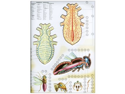 Rovarok 1. - zoológiai oktatótabló