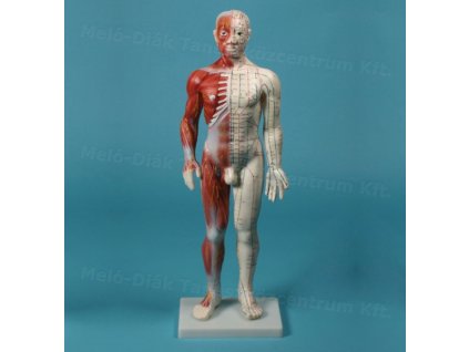 Akupunktúrás, egész alakos modell, férfi, 60 cm