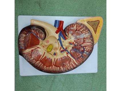 Vesemodell mellékvesével, 2x-es nagyítás