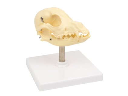 GD05000502 - Kutya koponya modell