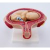 MD0339/8HO - Emberi terhesség modell, 8 részes