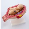 MD0339/8HO - Emberi terhesség modell, 8 részes