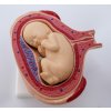 MD0339/8HO - Emberi terhesség modell, 8 részes
