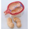 MD0339/8HO - Emberi terhesség modell, 8 részes