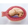 MD0339/8HO - Emberi terhesség modell, 8 részes