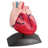Szívmodell, 2 részes