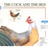 R3494 - A kakas és a tyúk falitabló