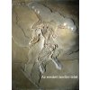 Archaeopteryx modell és fosszília lenyomata